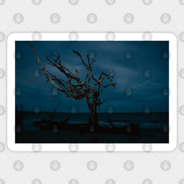 Bluehour Driftwood Beach on Jekyll Island Sticker by LindsayVaughn